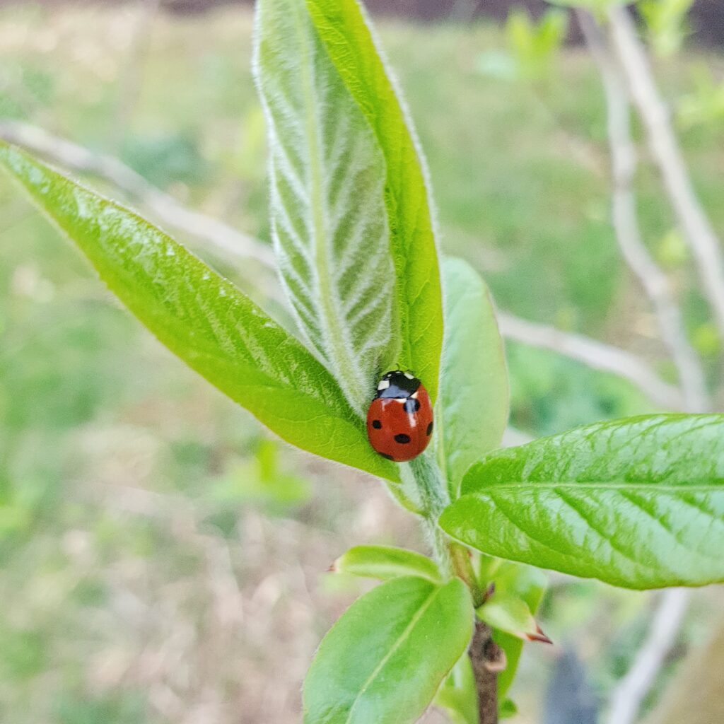 lieveheersbeestje op blad in voedselbos tuin