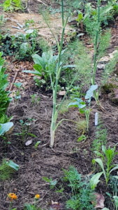 Doorgeschoten venkel in de moestuin, een voorbeeld van een doorschiet gevoelige langedagplant